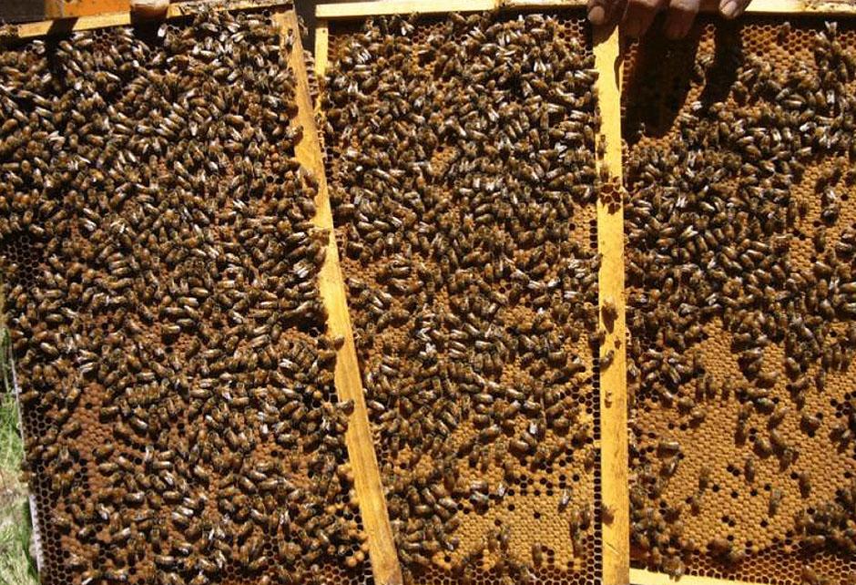 Открыт прием заявок на пчелопакеты из республики Беларусь