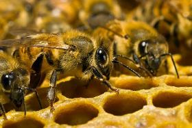 5 мифов о пчеловодстве